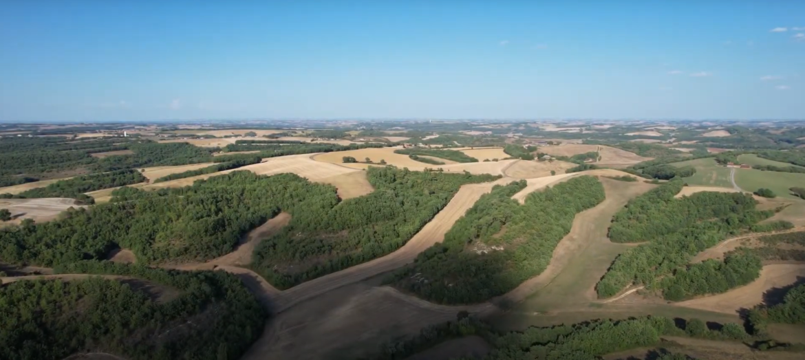 Roebuck hunting in France